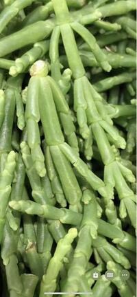 この海藻みたいな植物の名前を教えてください ウイキョウ Yahoo 知恵袋