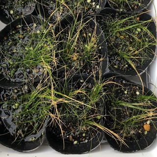 ショートヘアーグラスを水上葉で育てようと思い植えたのですが 先の方 Yahoo 知恵袋