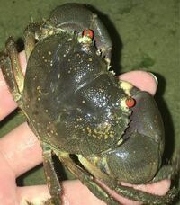 このカニは何て言うカニですか 沖縄本島の海で見つけました ちなみに食 Yahoo 知恵袋
