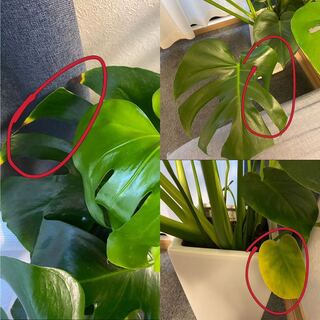 1ヶ月前に買ったモンステラの育ちについてとても心配です どうしてあげたらいい Yahoo 知恵袋