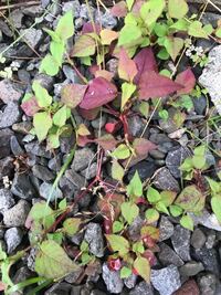 この植物 雑草の名前はなんというのでしょうか 赤い茎と葉っぱが特徴的です Yahoo 知恵袋