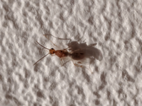 最近 家にしょっちゅう出てくる虫が羽虫のシロアリかどうかを聞いた者 Yahoo 知恵袋