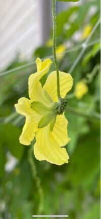 ゴーヤを育てています 今朝見ると 花は雄花なのに付け根の部分が雌花っぽ Yahoo 知恵袋