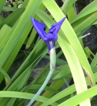 あやめの花が終わったらどうするか 教えてください アヤメ Yahoo 知恵袋