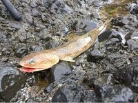 エソって魚は釣れたら残念みたいな感じですが食べてもおいしくな Yahoo 知恵袋