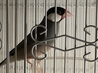 文鳥が可愛すぎて辛い 毎日毎日どうしてそんなに可愛いのと話しかけてし Yahoo 知恵袋