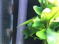 熱帯魚は水温が低いとしにますか ちなみにネオンテトラなどです 小 Yahoo 知恵袋