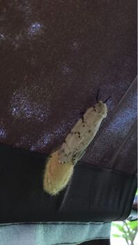 白い蛾の生態について質問です 写真の蛾と思われる昆虫が 尾部 Yahoo 知恵袋