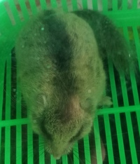 このネズミはなんですか 山にいました 教えて 住まいの先生 Yahoo 不動産