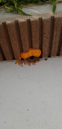 部屋の床に大量の虫の卵が落ちている 私は今ひとり暮らしをしていて 虫除け 害虫駆除 教えて Goo