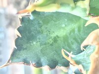 現在 沖縄で名探偵コナンとワンピースの放送時間は何時ですか 民放３つ Yahoo 知恵袋