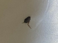 犬の顔に付いてました黒い虫で1 5ミリくらいの大きさです 教えて 住まいの先生 Yahoo 不動産