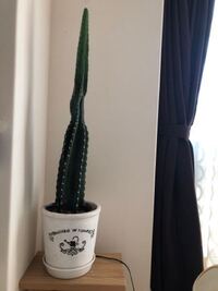 柱サボテンを同じ太さで成長させたいです 3年前に30cmくら Yahoo 知恵袋