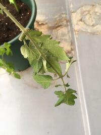 ミニトマトの状態について 次の写真を見ていただいて 私のミニト Yahoo 知恵袋