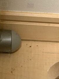 虫の糞でしょうか 毎日同じところに写真のような黒い小さな粒が落ちて Yahoo 知恵袋