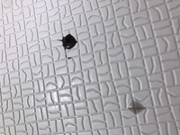 ゴキブリにｺﾞｷｼﾞｪｯﾄをかけたら黒い液体をだしたんですけどこ Yahoo 知恵袋