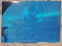 これは去年の8月に名古屋港水族館で撮影したものですが リンちゃんで Yahoo 知恵袋