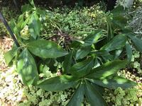 猛暑でこの早春に購入したクリスマスローズがぐったりしています 夏 Yahoo 知恵袋