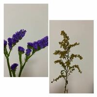 こちらの2種類の花の名前と ドライフラワーにするのに向いてる方法を Yahoo 知恵袋