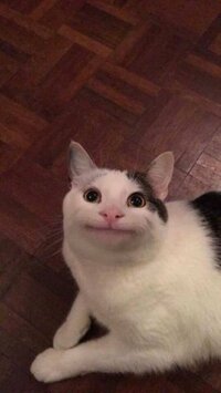 笑顔猫のオリーの笑顔は本物ですか 下記画像の猫です Insta Yahoo 知恵袋