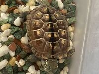 飼っているクサガメの甲羅に白い線が入っていたのですが何かの病気で Yahoo 知恵袋