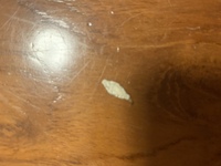 家の中に 小さい白い虫がいます 頭が茶色で体が米の形をした白く平たい虫です Yahoo 知恵袋