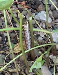 庭のカラーの茎にいます 15センチ弱あり 大きいです 何の幼虫でしょうか Yahoo 知恵袋