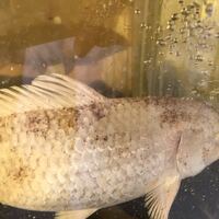 錦鯉なんですが 写真の通りとなり エサも食べなくなりました同じ Yahoo 知恵袋