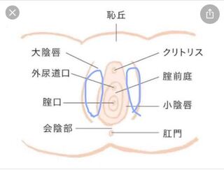 妊娠15週です 写真の青い部分 大陰唇 がよくズキズキと痛みます 肛 Yahoo 知恵袋