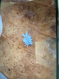 冬に飛んでる白い虫ってなんて名前ですか ユキムシと言うアブラムシ Yahoo 知恵袋