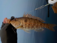 青森県の西海岸 鰺ヶ沢漁港 七里ヶ浜辺り で今時期 釣れてる魚は何がありま Yahoo 知恵袋