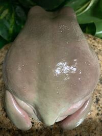 イエアメガエルがずっと茶色っぽく緑に戻った時が最近全くないのですが大 Yahoo 知恵袋