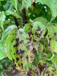 ヤマボウシの葉について 写真のように変色しています 黒星病 Yahoo 知恵袋