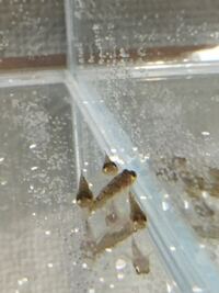 海の 満潮 干潮に出産と関係があるって本当ですか 海の 満潮 干潮 Yahoo 知恵袋