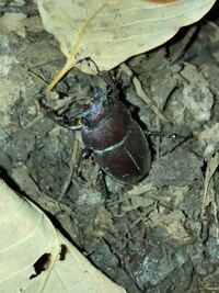 これはカブトムシのメスでしょうか クワガタのメスでしょうか Yahoo 知恵袋