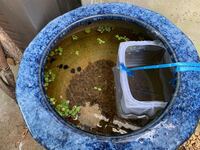 めだかの稚魚は餌を与えなくても育ちますか 自分はいつも Yahoo 知恵袋