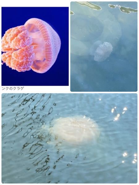 尾道でこの二種類のクラゲを見つけたのですがなんという種類か分かりま Yahoo 知恵袋