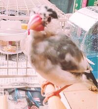 文鳥との遊び方などについて わたしは 文鳥を飼っています生後9ヶ Yahoo 知恵袋