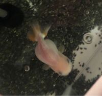 金魚のお腹のふくらみが左右違う うちで飼っているいる蝶尾の中の１匹の Yahoo 知恵袋