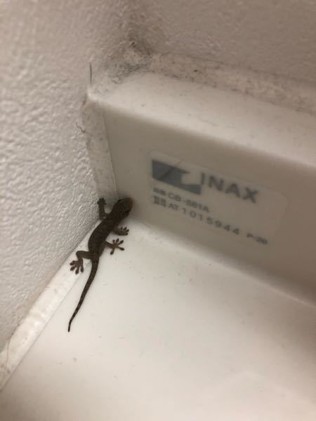 家の中にヤモリがいたんですけどこれってほっといても大丈夫ですか 