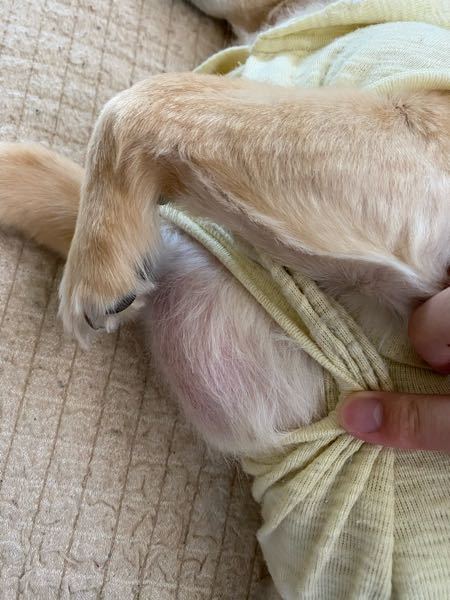 犬のしこり、脂肪？について。 - 小さな動物病院では「これはただの 