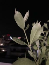 鉢植えのオリーブの葉が丸まっていて元気がありません 茶色くはなっていない Yahoo 知恵袋