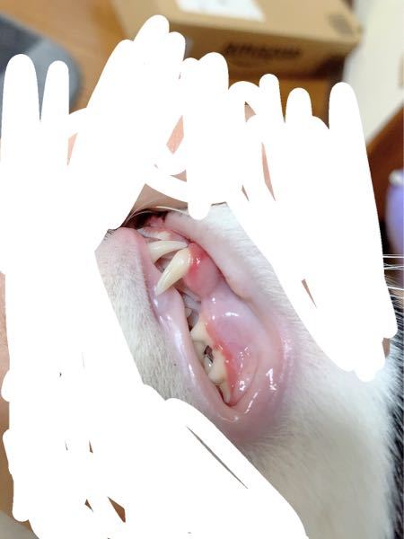 猫は抜歯して歯がなくなったあとでも普通にカリカリを食べれますか 