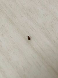 ここ3日ほど、黒くて小さい虫を色んな部屋で見かけます。1ミリぐらいの小さな虫です。 この虫の正体は何でしょうか？
また駆除の仕方を教えてください。
