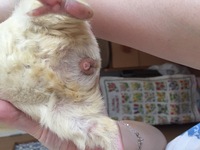 モルモットの赤ちゃんを飼い始めたのですが 性別が分からず困ってお Yahoo 知恵袋