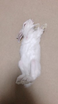 ウサギの寝相についてお教えください 我家の生後3か月弱ウサギがたまにあおむ Yahoo 知恵袋