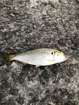 磯釣りにて これはなんという魚ですか Yahoo 知恵袋