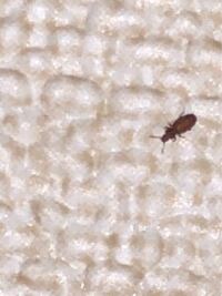 キッチンに急にとても小さい虫がたくさん発生しました 場所はシン Yahoo 知恵袋