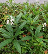 画像の白い花が咲いている植物の名称は何なのでしょうか 画像の植物 Yahoo 知恵袋