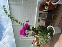 １ ブーゲンビリア枯れてきてるみたいです どうしたらよいでしょうか 葉っぱ Yahoo 知恵袋